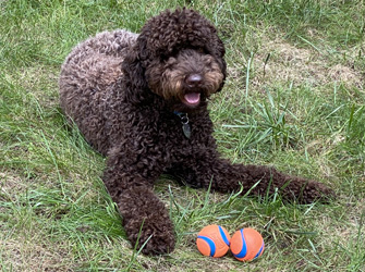 Loki thr Labradoodle with two balls.